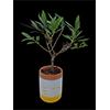 Bonsai Ulivo